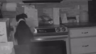 Watch: Dog starts house fire by accidentally switching on stovetop