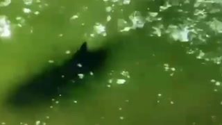 Shark lurks in shallow water after multiple people bitten in attack