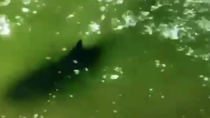 Shark lurks in shallow water after multiple people bitten in 'unprecedented' attack