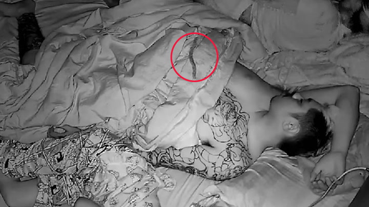 Creepy moment huge venomous centipede crawls across sleeping couple