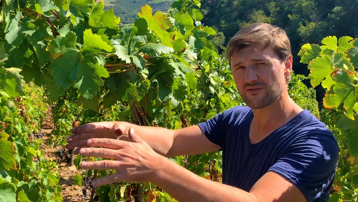 In the Vineyard with Stéphane Ogier: The Canopy Connection