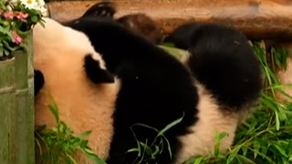 South Korea’s beloved giant panda twin cubs celebrate first birthday