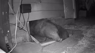 Watch: 250lb bear hiding under house squeezes out of hole