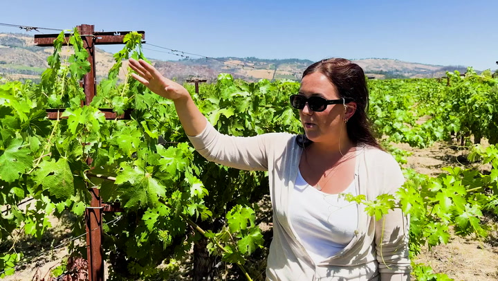 In the Vineyard at Larkmead