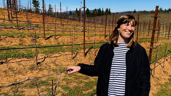 In the Vineyard with Eva Dehlinger