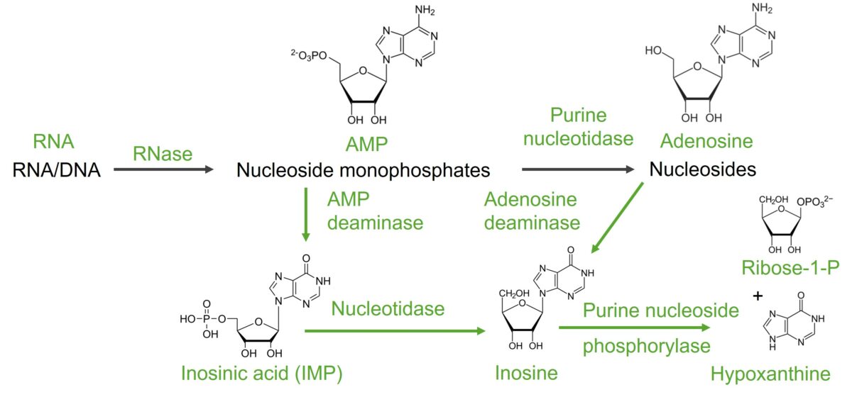 Degradation of adenine