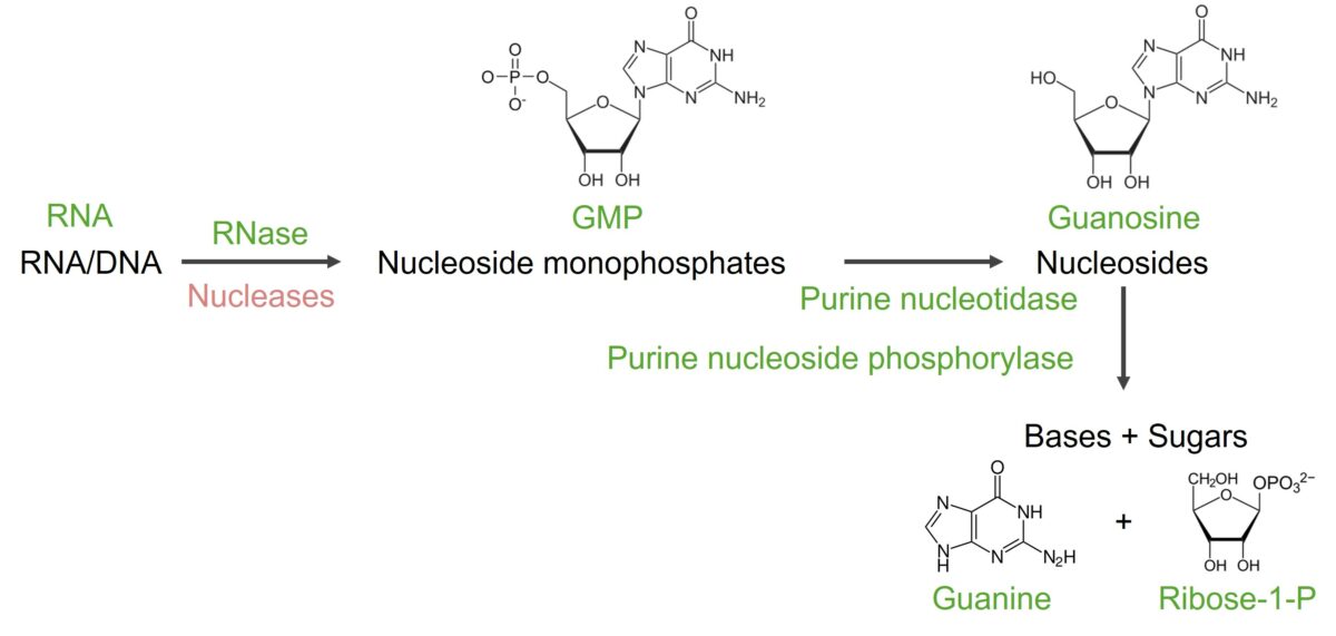 Degradation of guanine