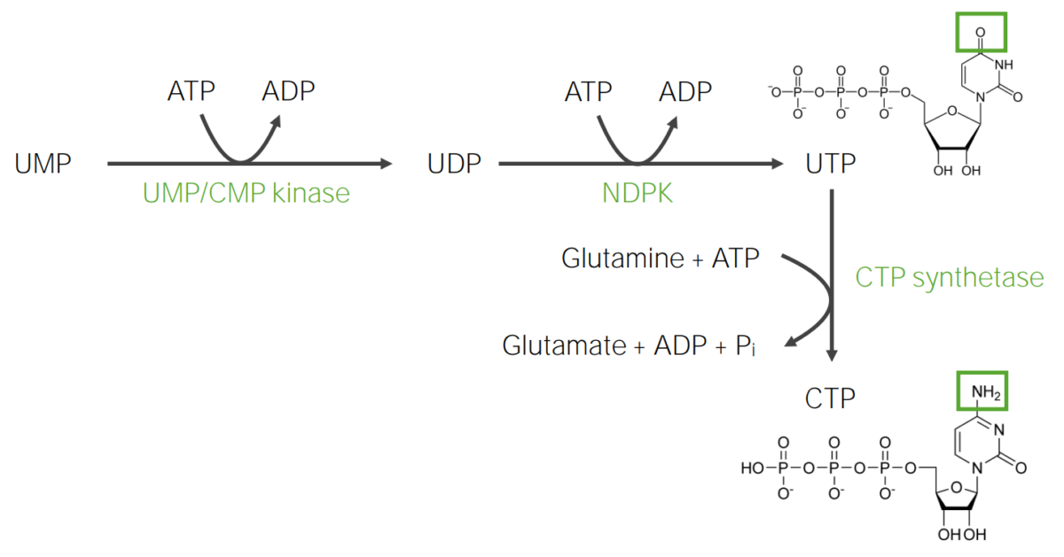 Synthesis of utp and ctp (triphosphates)