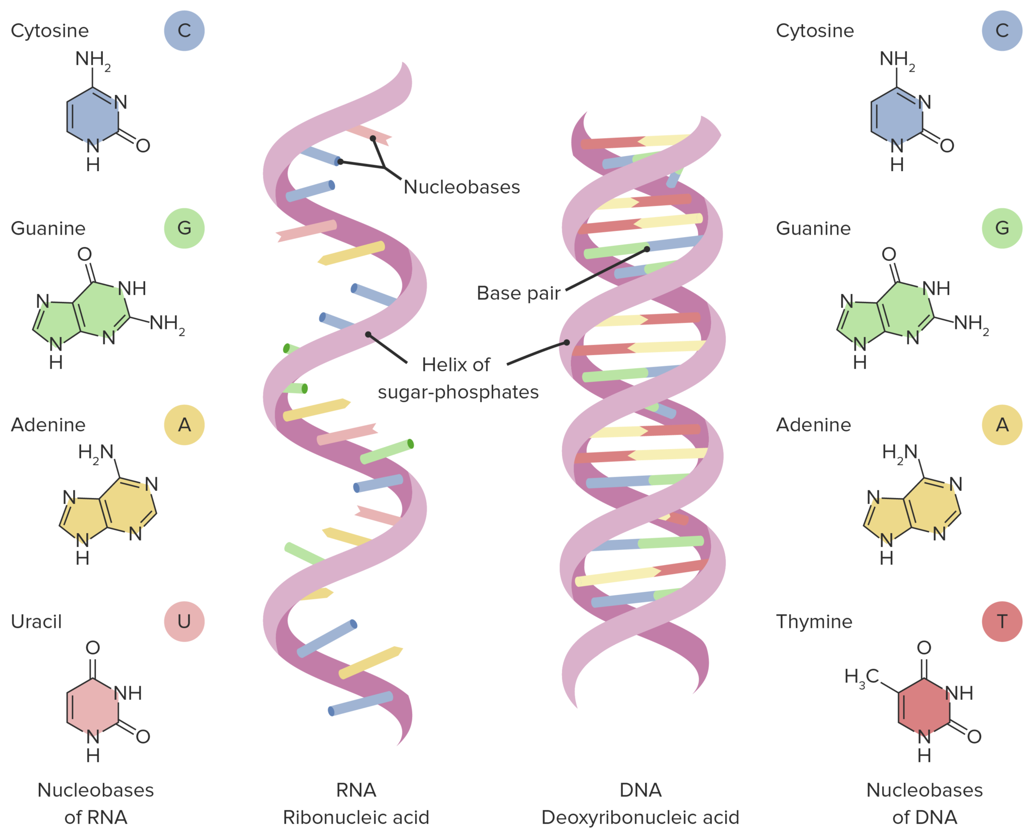 Dna And Rna Structure Worksheet