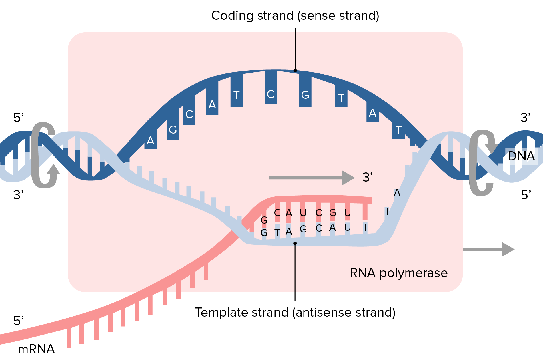 Synthesis Of An Rna Molecule From A Dna Template