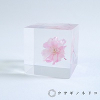 Sola cube 八重紅枝垂櫻花立方塊 (花言葉：智慧、優雅)