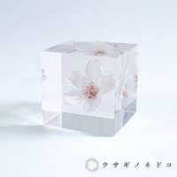 Sola cube 染井吉野櫻立方塊 (花言葉：清純、高貴)