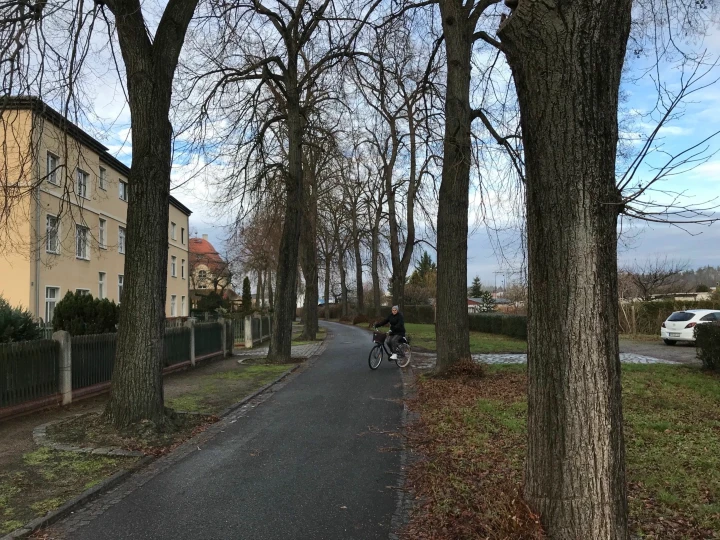 Linden in Gartenstadt Marga – Landrat muss Fällstopp verhängen