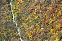 Tateyama Ropeway gondolas pass over autumn foliage blanketing the mountainside in Tateyama, Toyama Prefecture, on Oct. 17, 2024, in this photo taken from a Mainichi Shimbun helicopter. (Mainichi/Tsutomu Koseki) 