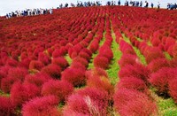 Red kochia plants are seen at Hitachi Seaside Park in Hitachinaka, Ibaraki Prefecture, on Oct. 21, 2024. (Mainichi/Natsuki Nishi)