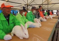 Rabbits are judged in a contest during the 37th national jumbo rabbit festival in Daisen, Akita Prefecture, on Oct. 27, 2024. (Mainichi/Akira Kudo)