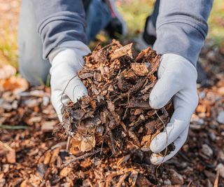 mulching