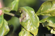 curling lime leaves