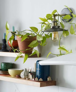 pothos on kitchen shelf