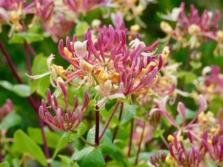 honeysuckle flowers