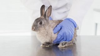 Rabbit being checked by vet