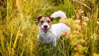 Jack Russell Terrier