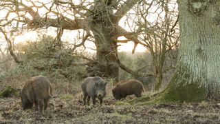 Wild boar at sunset