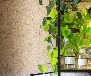 Trailing neon pothos on shelf