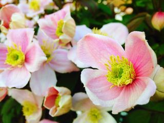 Close-Up Of Pink Clematis Flowers