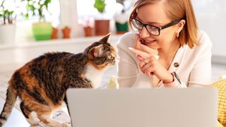 Woman working on her laptop and playing with her cat