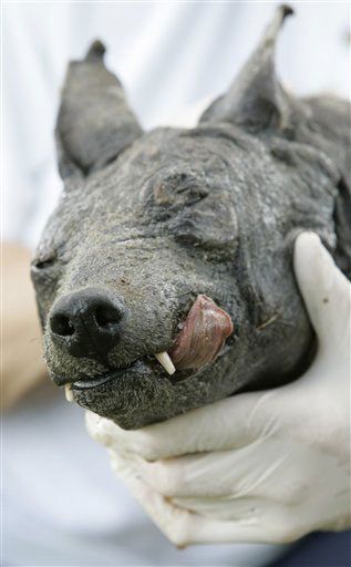 Phylis Canion holds the head of what she is calling a Chupacabra at her home in Cuero, Texas, Friday, Aug. 31, 2007. She found the strange looking animal dead outside her ranch and thinks it is responsible for killing many of her chickens. The results are in: The ugly, big-eared animal found this summer in Cuero is not the mythical bloodsucking chupacabra. It's just a plain old coyote.