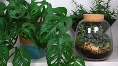 A monstera and a terrarium 