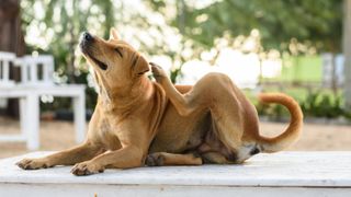 Dog sat outside scratching