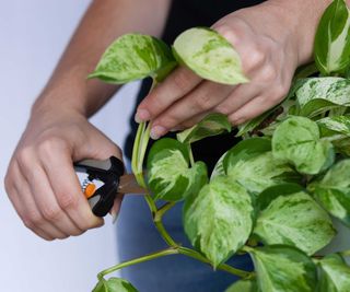 cutting a pothos plant