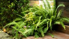 ferns growing in a garden