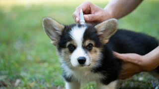 Person applying flea medicine to a corgi puppy on the grass