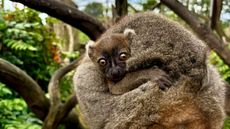 A Greater Bamboo Lemur at Cotswold Wildlife Park and Gardens