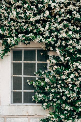 Jasmine with small white flowers by a window with a metal grill