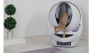 Cat exiting one of the best self-cleaning cat litter boxes