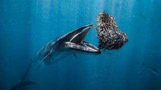 A whale lunging at a ball of fish with its mouth open