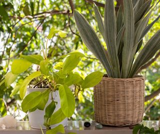 Philodendron 'Neon' plant