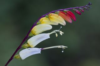 Firecracker Vine--Ipomoea lobata, Flowers with red, yellow and white petals