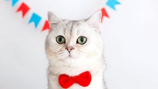 Cat wearing a bow tie to celebrate International Cat Day