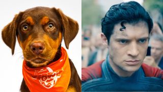 Meatball and Superman, split image