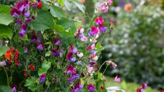 sweet peas in various colors growing in a garden