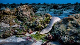 A large grey eel on dry land