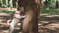 Jack Russell Squirrel chasing squirrel up tree in park