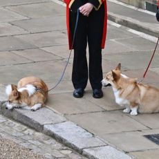 Corgis outside Windsor Castle after Queen funeral