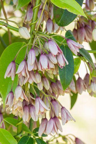 Holboellia latifolia - best evergreen climbers