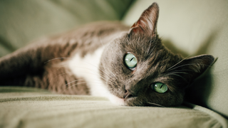 Grey, black and white cat with green eyes lying down - how long do cats live